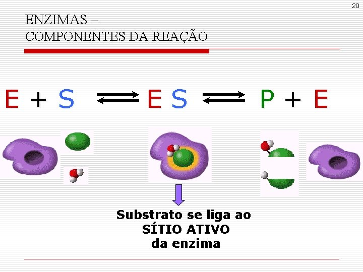 20 ENZIMAS – COMPONENTES DA REAÇÃO E+S ES Substrato se liga ao SÍTIO ATIVO