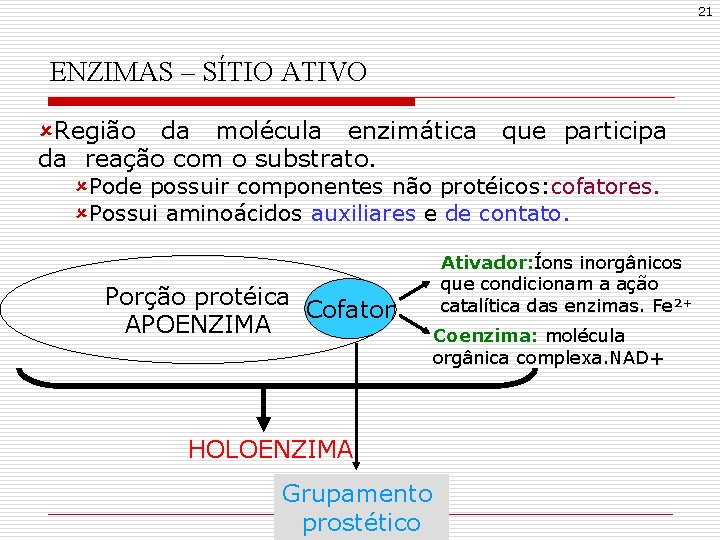 21 ENZIMAS – SÍTIO ATIVO ûRegião da molécula enzimática da reação com o substrato.