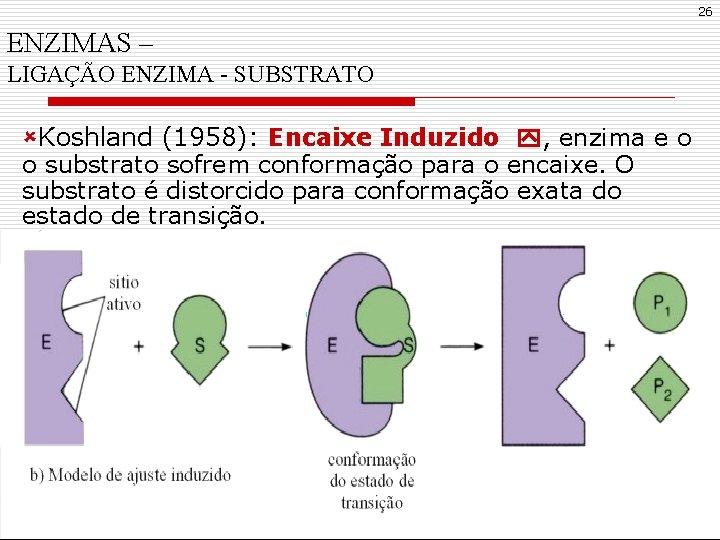 26 ENZIMAS – LIGAÇÃO ENZIMA - SUBSTRATO ûKoshland (1958): Encaixe Induzido , enzima e