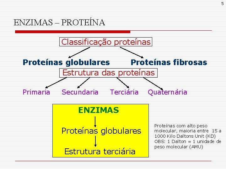 5 ENZIMAS – PROTEÍNA Classificação proteínas Proteínas globulares Proteínas fibrosas Estrutura das proteínas Primaria