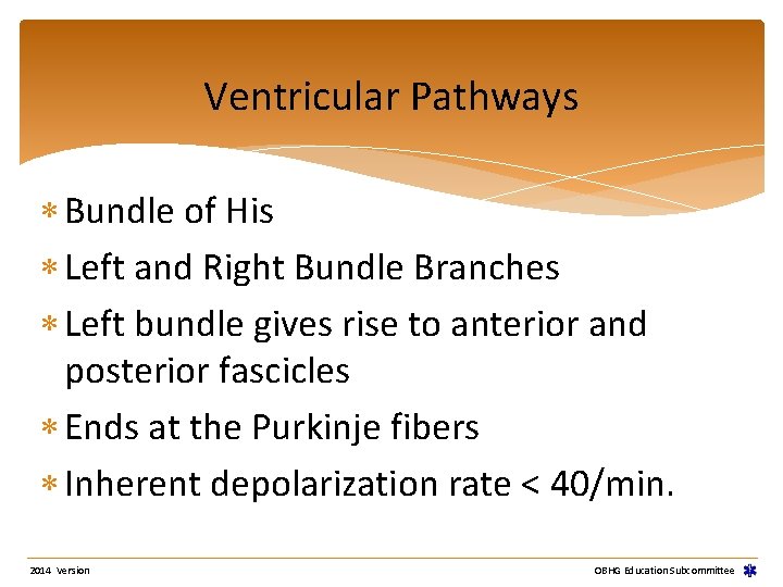 Ventricular Pathways Bundle of His Left and Right Bundle Branches Left bundle gives rise Ventricular Pathways Bundle of His Left and Right Bundle Branches Left bundle gives rise