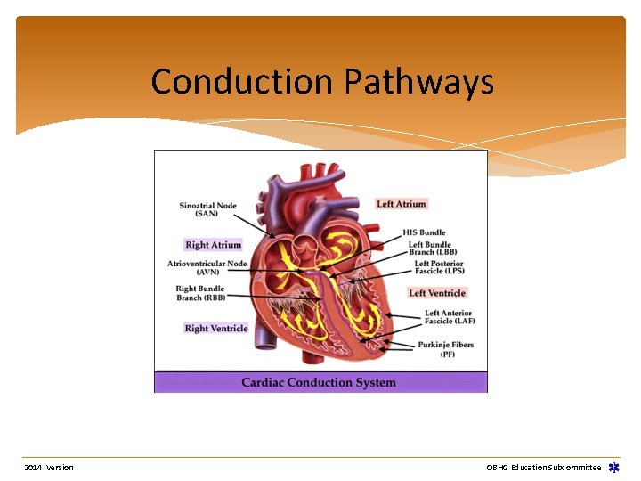 Conduction Pathways 2014 Version OBHG Education Subcommittee Conduction Pathways 2014 Version OBHG Education Subcommittee
