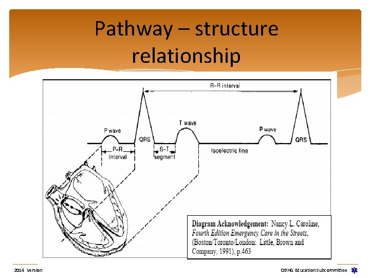 Pathway – structure relationship 2014 Version OBHG Education Subcommittee Pathway – structure relationship 2014 Version OBHG Education Subcommittee