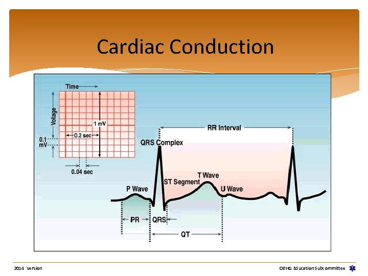 Cardiac Conduction 2014 Version OBHG Education Subcommittee Cardiac Conduction 2014 Version OBHG Education Subcommittee