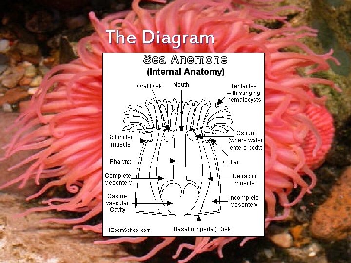 The Diagram 