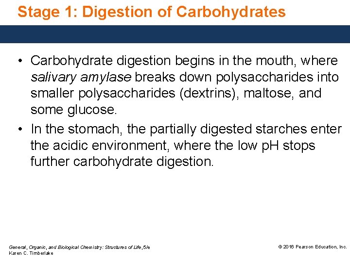 Stage 1: Digestion of Carbohydrates • Carbohydrate digestion begins in the mouth, where salivary