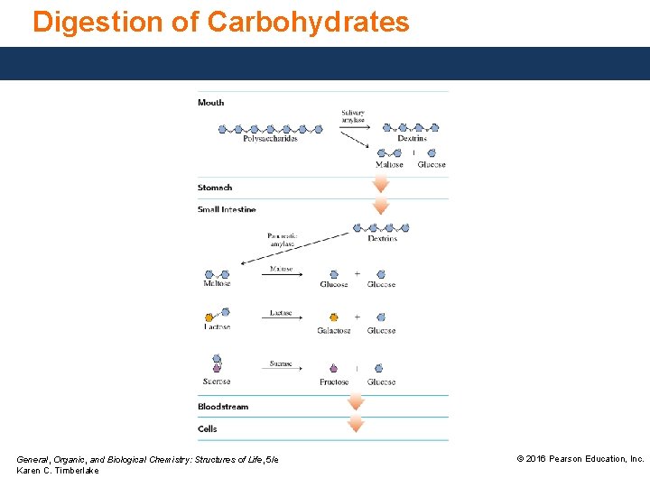 Digestion of Carbohydrates General, Organic, and Biological Chemistry: Structures of Life, 5/e Karen C.