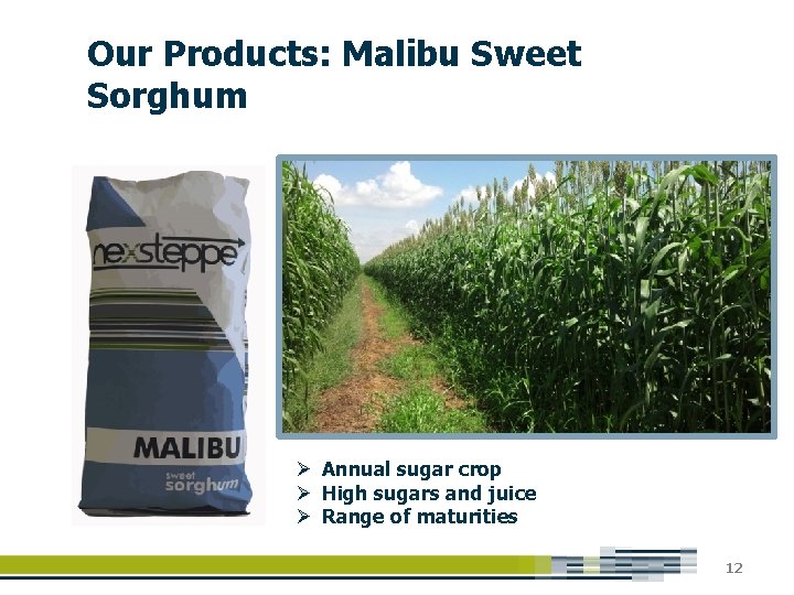 Our Products: Malibu Sweet Sorghum Ø Annual sugar crop Ø High sugars and juice