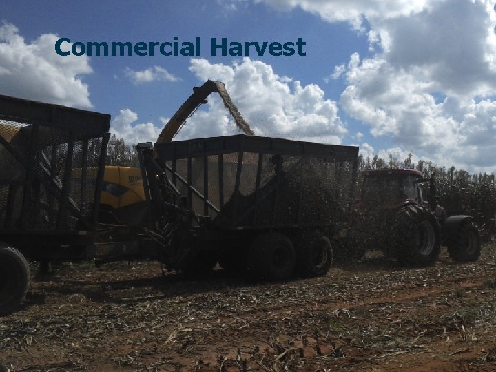 Commercial Harvest 19 