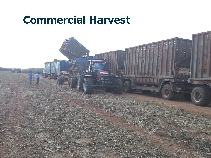 Commercial Harvest 20 