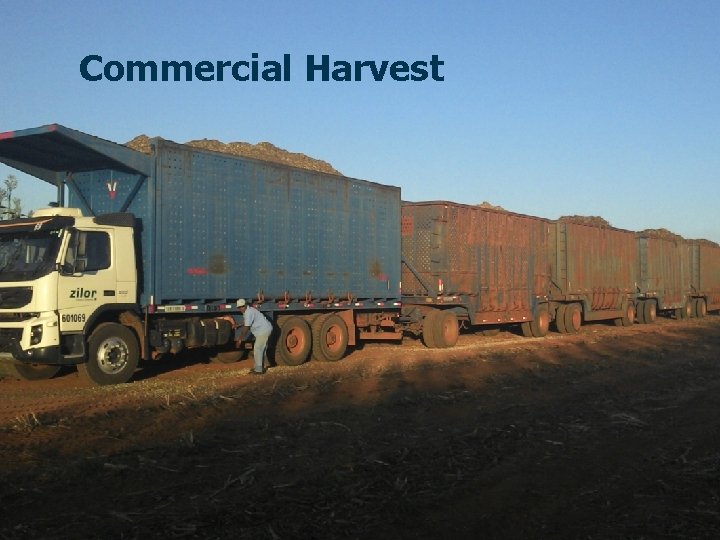 Commercial Harvest 21 