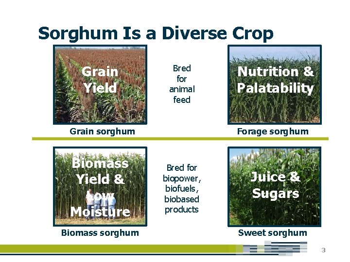 Sorghum Is a Diverse Crop Grain Yield Bred for animal feed Forage sorghum Grain