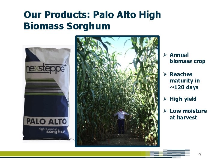 Our Products: Palo Alto High Biomass Sorghum Ø Annual biomass crop Ø Reaches maturity