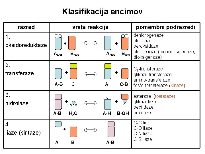 Klasifikacija encimov razred vrsta reakcije 1. oksidoreduktaze + Ared 2. transferaze + Boks Aoks