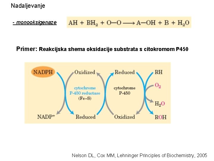 Nadaljevanje - monooksigenaze Primer: Reakcijska shema oksidacije substrata s citokromom P 450 Nelson DL,