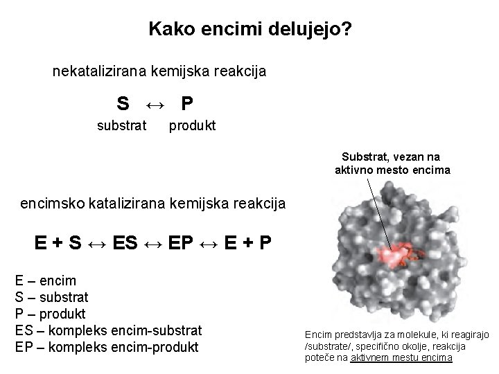 Kako encimi delujejo? nekatalizirana kemijska reakcija S ↔ P substrat produkt Substrat, vezan na