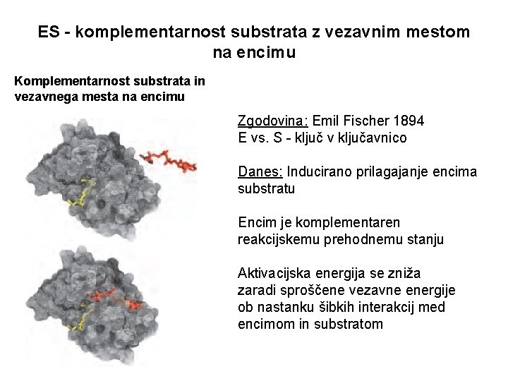 ES - komplementarnost substrata z vezavnim mestom na encimu Komplementarnost substrata in vezavnega mesta