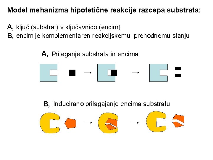 Model mehanizma hipotetične reakcije razcepa substrata: A, ključ (substrat) v ključavnico (encim) B, encim