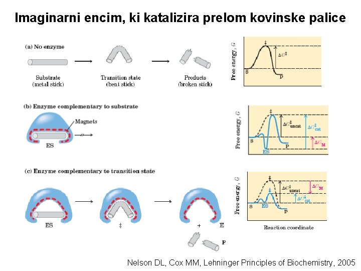 Imaginarni encim, ki katalizira prelom kovinske palice Nelson DL, Cox MM, Lehninger Principles of