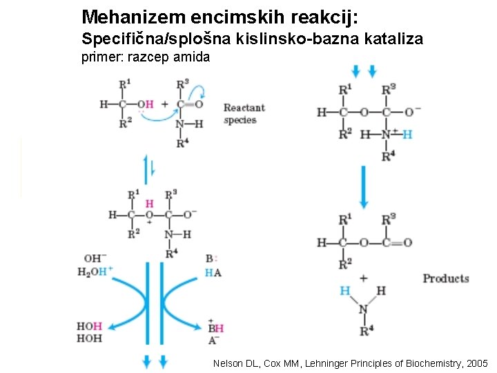 Mehanizem encimskih reakcij: Specifična/splošna kislinsko-bazna kataliza primer: razcep amida Nelson DL, Cox MM, Lehninger