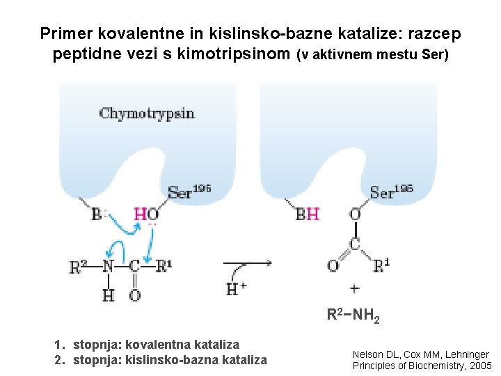 Primer kovalentne in kislinsko-bazne katalize: razcep peptidne vezi s kimotripsinom (v aktivnem mestu Ser)