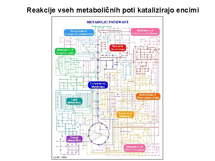 Reakcije vseh metaboličnih poti katalizirajo encimi 