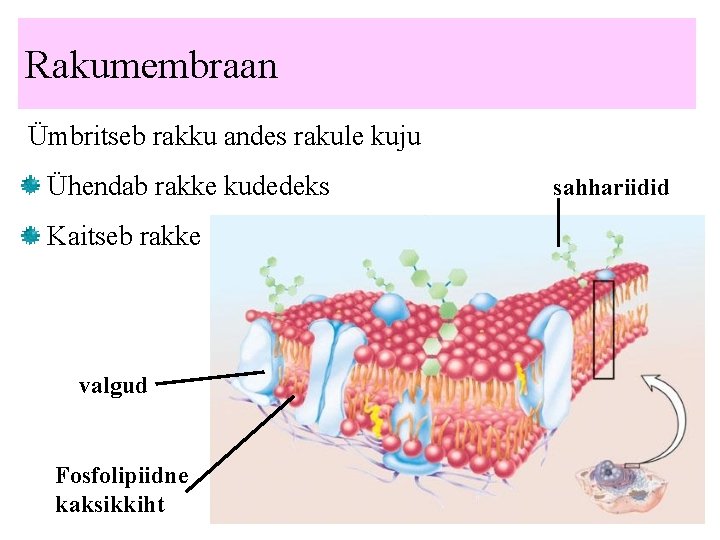 Rakumembraan Ümbritseb rakku andes rakule kuju Ühendab rakke kudedeks Kaitseb rakke valgud Fosfolipiidne kaksikkiht