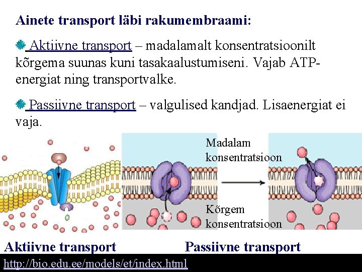Ainete transport läbi rakumembraami: Aktiivne transport – madalamalt konsentratsioonilt kõrgema suunas kuni tasakaalustumiseni. Vajab
