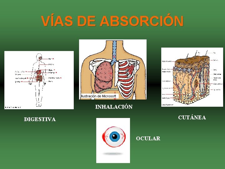 VÍAS DE ABSORCIÓN INHALACIÓN CUTÁNEA DIGESTIVA OCULAR 