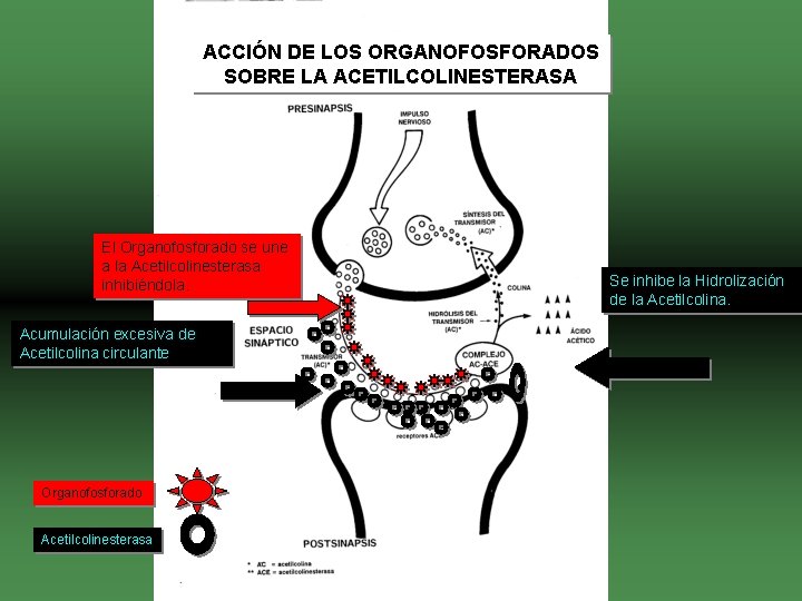 ACCIÓN DE LOS ORGANOFOSFORADOS SOBRE LA ACETILCOLINESTERASA El Organofosforado se une a la Acetilcolinesterasa