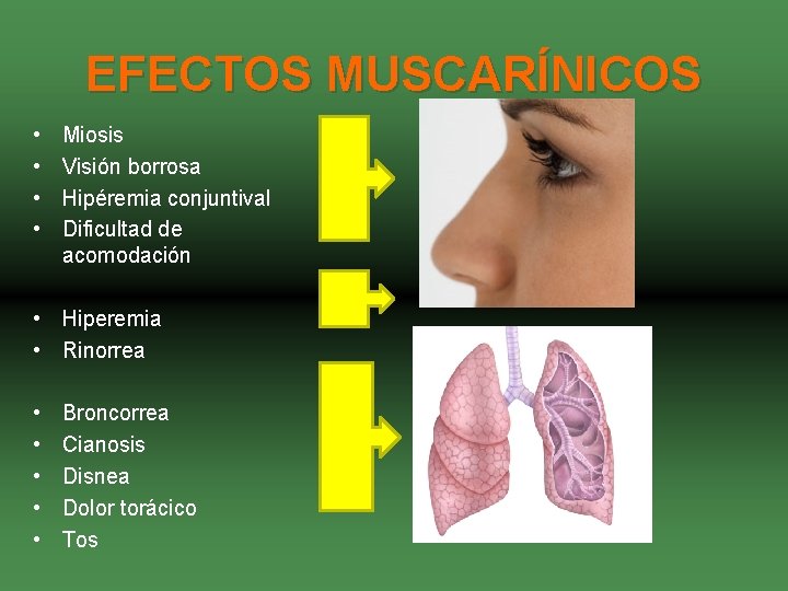 EFECTOS MUSCARÍNICOS • • Miosis Visión borrosa Hipéremia conjuntival Dificultad de acomodación • Hiperemia