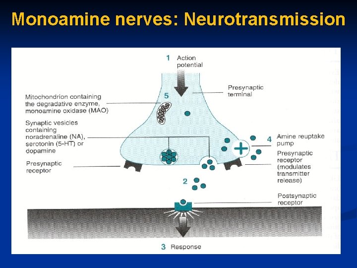 Monoamine nerves: Neurotransmission 