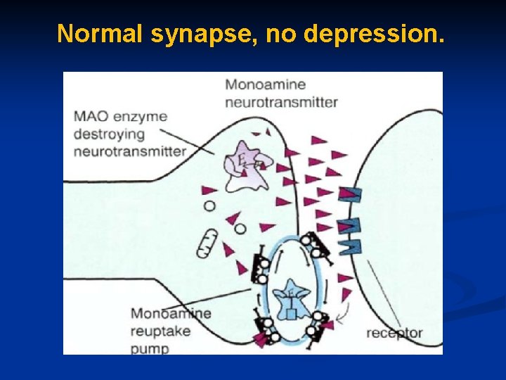 Normal synapse, no depression. 