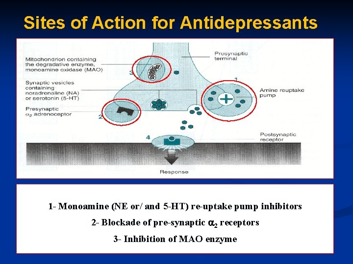Sites of Action for Antidepressants 1 - Monoamine (NE or/ and 5 -HT) re-uptake
