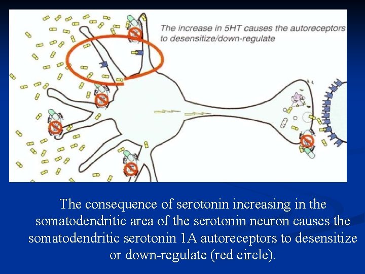 The consequence of serotonin increasing in the somatodendritic area of the serotonin neuron causes