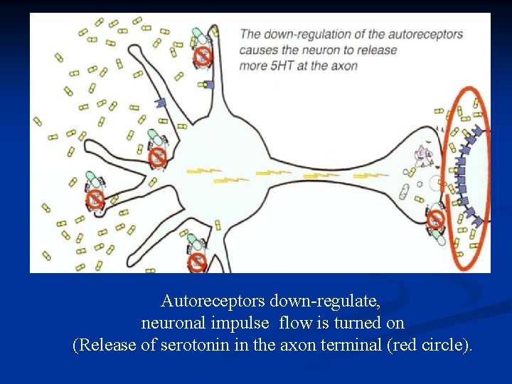 Autoreceptors down-regulate, neuronal impulse flow is turned on (Release of serotonin in the axon