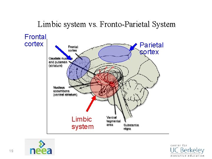 Limbic system vs. Fronto-Parietal System Frontal cortex Parietal cortex Limbic system 19 