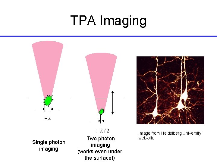 TPA Imaging ~l Single photon imaging Two photon imaging (works even under the surface!)