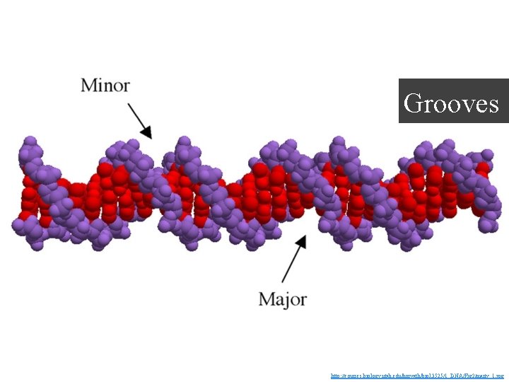 Grooves http: //courses. biology. utah. edu/horvath/biol. 3525/1_DNA/Fig 2/marty_1. jpg 