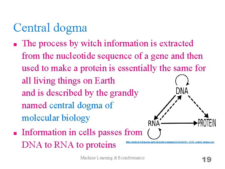 Central dogma n n The process by witch information is extracted from the nucleotide