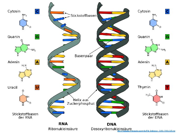http: //commons. wikimedia. org/wiki/File: Difference_DNA_RNA-DE. svg 