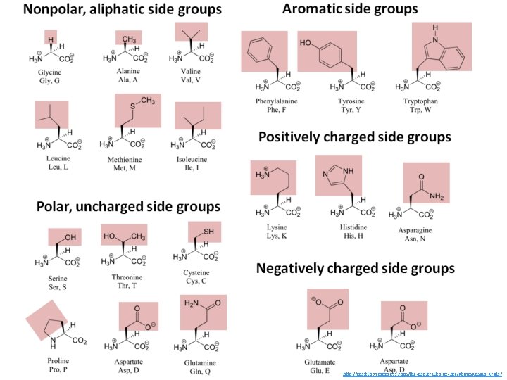 http: //amit 1 b. wordpress. com/the-molecules-of-life/about/amino-acids/ 