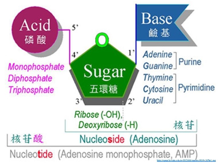 http: //juang. bst. ntu. edu. tw/BC 2008/images/NA%20 Fig 1. jpg 