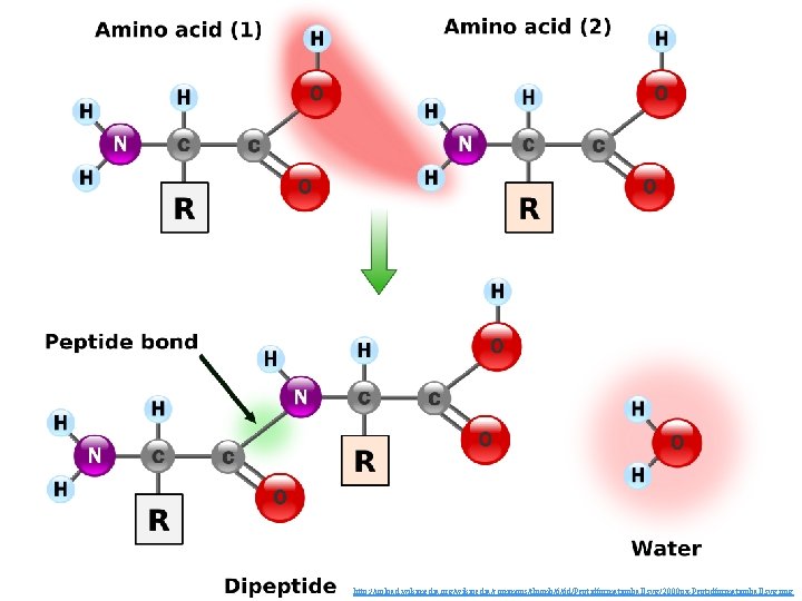 http: //upload. wikimedia. org/wikipedia/commons/thumb/6/6 d/Peptidformationball. svg/2000 px-Peptidformationball. svg. png 