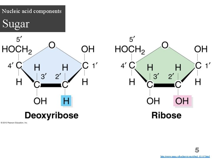 Nucleic acid components Sugar 5 http: //www. mun. ca/biology/scarr/i. Gen 3_02 -07. html 