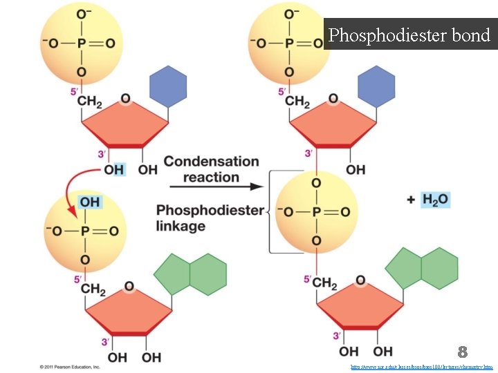 Phosphodiester bond 8 http: //www. uic. edu/classes/bios 100/lectures/chemistry. htm 