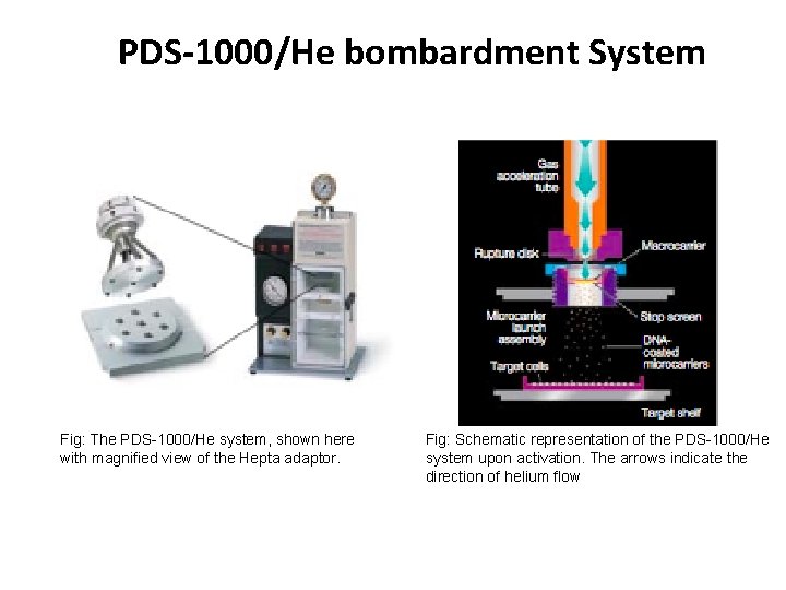 PDS-1000/He bombardment System Fig: The PDS-1000/He system, shown here with magnified view of the