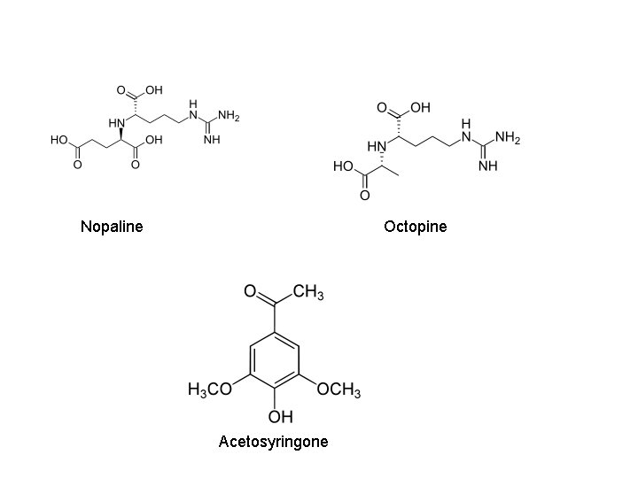 Nopaline Octopine Acetosyringone 