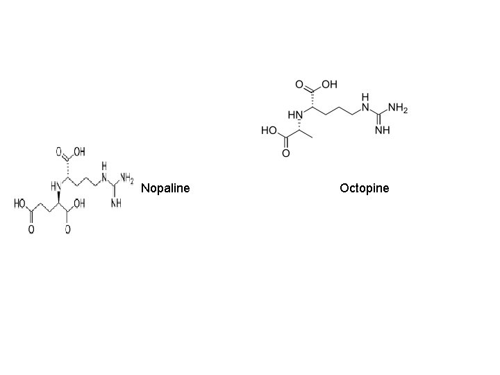 Nopaline Octopine 