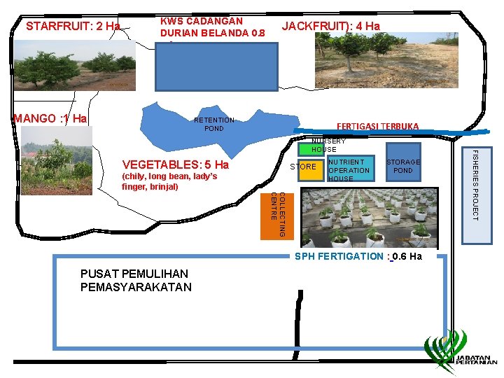 STARFRUIT: 2 Ha KWS CADANGAN DURIAN BELANDA 0. 8 HA MANGO : 1 Ha